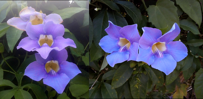 [Two photos spliced together. On the left is a front-facing view of three five-petal purple blooms stacked atop each other. The centers of these blooms are a yellow tube extending back to the stem. The topmost bloom is past its prime and the edges of the petals are crinkling and brown. The bottom flower has the deepest color in the petals both due to the fact the others shade it and it appears to be the most recent bloom. On the right are two blooms side-by-side with one facing slightly to the right and the other facing slighlty to the left. These blooms appear more blue than purple and less of their center tubes are visible.]
